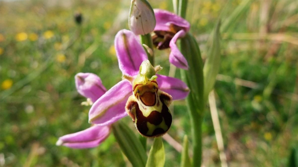 Bee Orchid