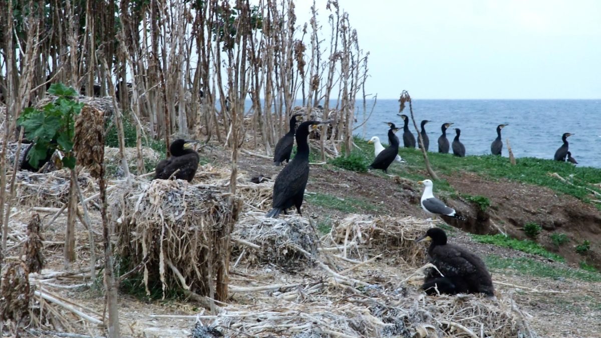 Great Cormorant colony